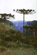 [Canyon]